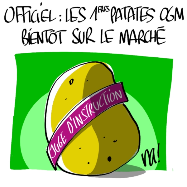 466_patates_ogm