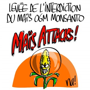 Nactualités : levée de l’interdiction du maïs OGM Monsanto