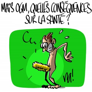 Nactualités : maïs OGM, quelles conséquences sur la santé ?