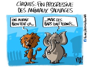 Cirques, fin progressive des animaux sauvages