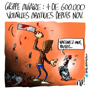 Grippe aviaire, plus de 600 000 volailles abattues depuis novembre