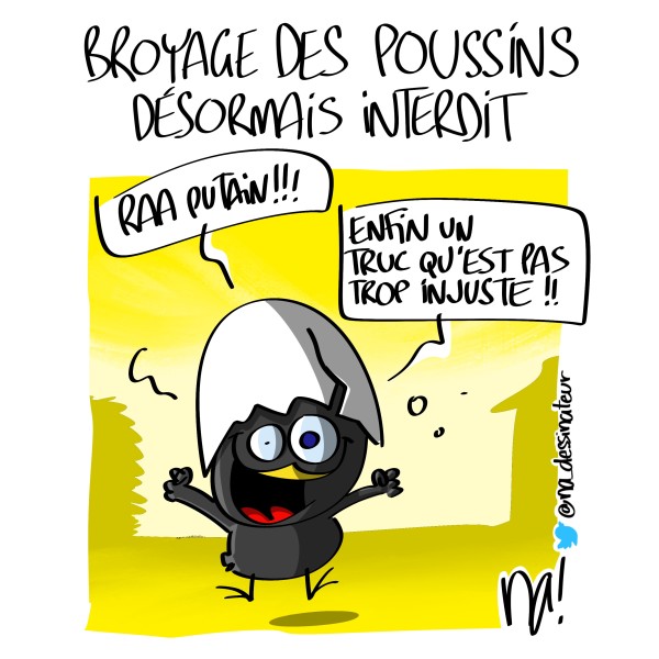 lundessin_3056_broyage_poussins_HD