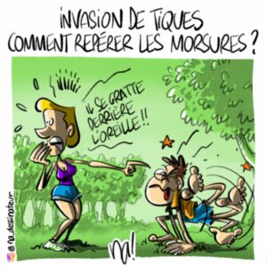 Invasion de tiques, comment repérer les morsures ?